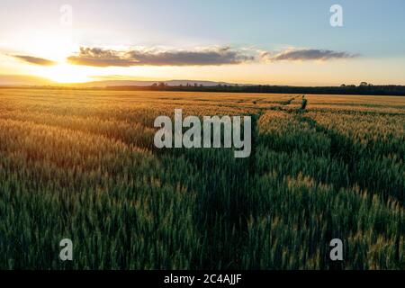 Sonnenuntergang über dem Weizenfeld mit Wegwegen überqueren. Stockfoto