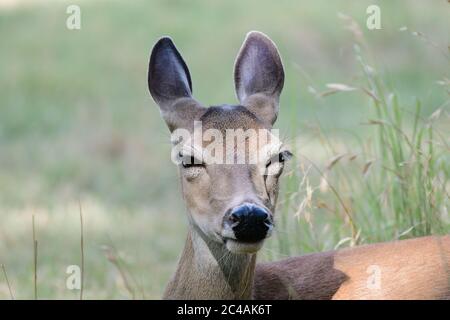 Weibliche Rehe Weißschwanz Hirsch odocoileus virginianus legt sich im Gras in einem städtischen Texas Hinterhof. Stockfoto