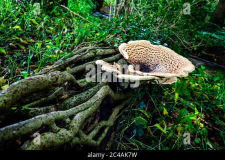 Der große Pilz, der auf einigen Baumwurzeln im Wald nahe dem Bach wächst. Stockfoto