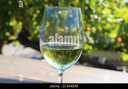 Ein Glas Weißwein auf einem Holztisch, serviert inmitten eines Weinbergs. Reben spiegeln sich im Glas. The Crags, Garden Route, Südafrika, Afrika. Stockfoto