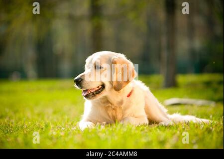 Junger goldener Retriever Hund, der auf dem Gras liegt, im Sommer Stockfoto