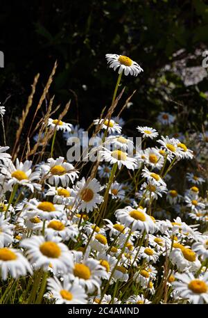 argyranthemum foeniculaceum Hort chelsea Mädchen, marguerite Blumen Stockfoto