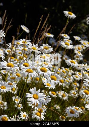 argyranthemum foeniculaceum Hort chelsea Mädchen, marguerite Blumen Stockfoto