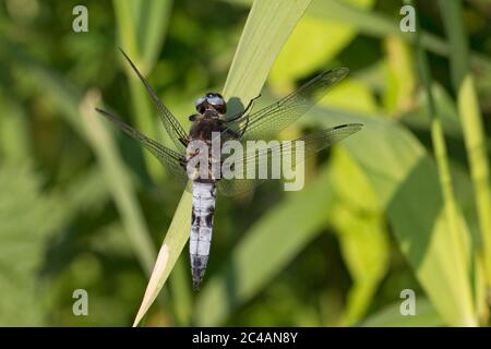 Seltene Jäger (Libellula fulva Stockfoto