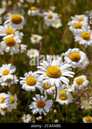 argyranthemum foeniculaceum Hort chelsea Mädchen, marguerite Blumen Stockfoto