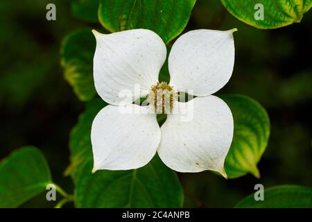 Blume von Cornus kousa, Dogwood Baum oder japanischen Dogwood Stockfoto