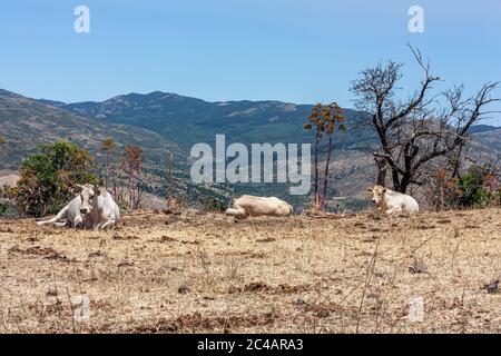 Die Herde der Kühe grast auf den Hügeln mit Gras in der Sonne getrocknet. Malerische Hügellandschaft an den Hängen des Ätna. Stockfoto