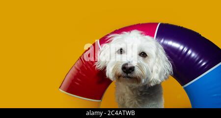 Hund Sommer in einem bunten aufblasbaren Schwimmer. Isoliert auf gelbem Hintergrund. Stockfoto