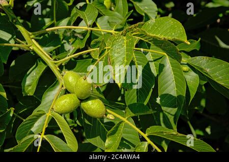 Unreife Nüsse und Blätter eines schwarzen Walnutenbaumes, selektiver Fokus - Juglans nigra Stockfoto