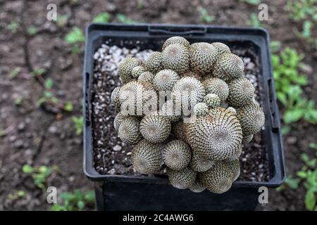 Exotischer Kaktus wächst in einem Blumentopf. Nahaufnahme, Draufsicht, Tag. Foto aufgenommen in Tscheljabinsk, Russland. Stockfoto