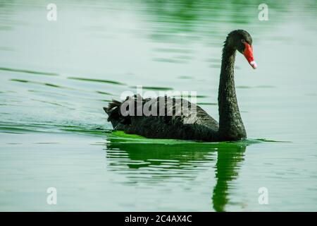 Schwanensee Al Qudra, Vereinigte Arabische Emirate Stockfoto