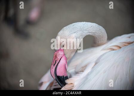 Flamingo reinigt seine Federn mit seinem Schnabel Stockfoto