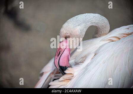 Flamingo reinigt seine Federn mit seinem Schnabel Stockfoto