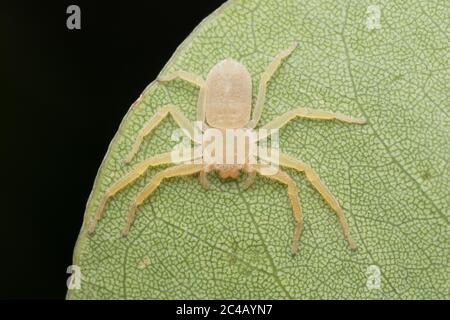 Flache Krabbenspinne (selenopidae), die auf dem Blatt ruht Stockfoto