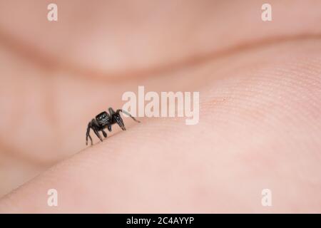 Eine kleine sprinende Spinne (Phlegra prasanna) zur Hand. Stockfoto