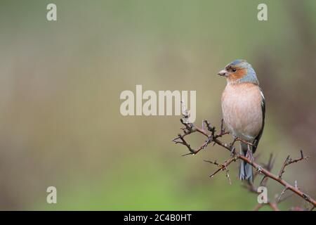 Larrabetzu, Bizkaia/Spanien; März 09, 2020. Rainny Day im Feld. Gewöhnliches Chaffinch (Fringilla-Koelebs) in einem Schwarzdornstrauch (Prunus spinosa) in Winte Stockfoto