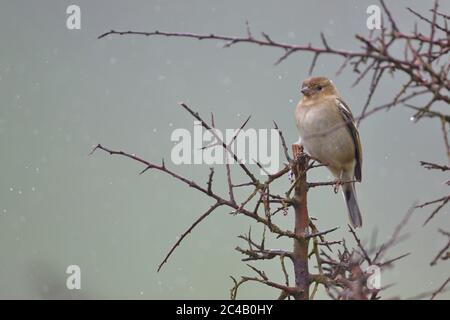 Larrabetzu, Bizkaia/Spanien; März 09, 2020. Rainny Day im Feld. Gewöhnliches Chaffinch (Fringilla-Koelebs) in einem Schwarzdornstrauch (Prunus spinosa) in Winte Stockfoto