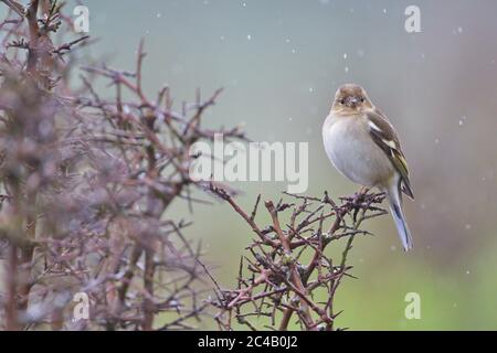 Larrabetzu, Bizkaia/Spanien; März 09, 2020. Rainny Day im Feld. Gewöhnliches Chaffinch (Fringilla-Koelebs) in einem Schwarzdornstrauch (Prunus spinosa) in Winte Stockfoto