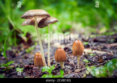 Pilze im Wald nach Regen Stockfoto