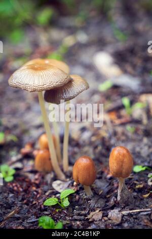 Pilze im Wald nach Regen Stockfoto