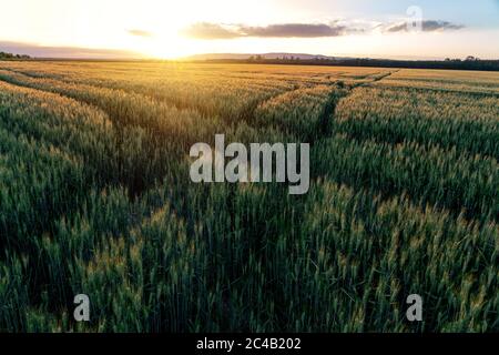 sunset over the wheat field with path ways crossing . Stockfoto