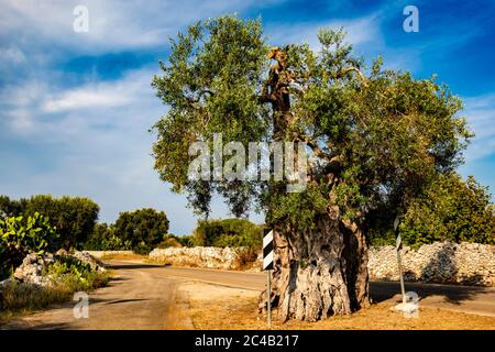 Alte Olivenbäume von Salento, Italien, Apulien Stockfoto