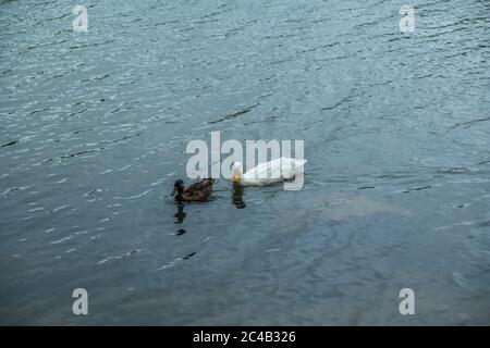 Eine weiße Hausente, die einer weiblichen Stockente auf dem See an einem hellen sonnigen Tag im Sommer folgt Stockfoto