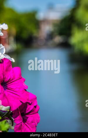 Petunia Blume auf einer Amsterdam Brücke. Natur holländisch. Fokus im Vordergrund. Stockfoto