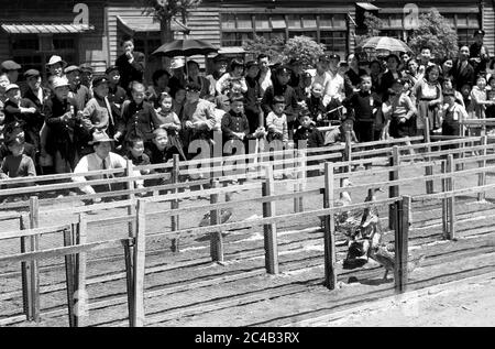 Japanische Ente Rennen in der Schule in 1950s Japan Stockfoto