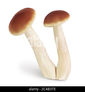 Honigpilze auf weißem Hintergrund mit Clipping-Pfad und voller Schärfentiefe isoliert Stockfoto