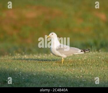 Eine Profilansicht einone Ringmöwe (Larus delawarensis ) auf einem Rasen Stockfoto