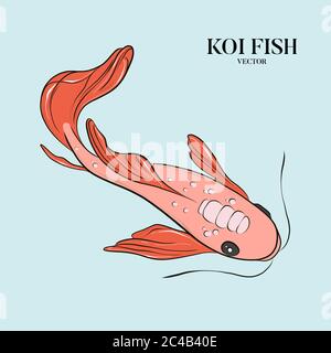 Vektor Koi Fisch Ilustration. Japanische, chinesische orientalische Symbol Kunst. Werbeflyer, Natur Hintergrund. Handgezeichnete japanische Unterwasserskizze. Stock Vektor