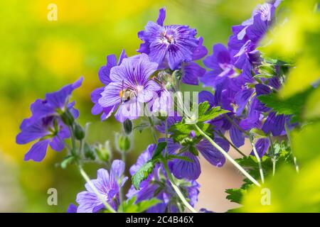 Geranium x magnificum oder Purple Cranesbill - winterharte Geranie im britischen Garten Stockfoto