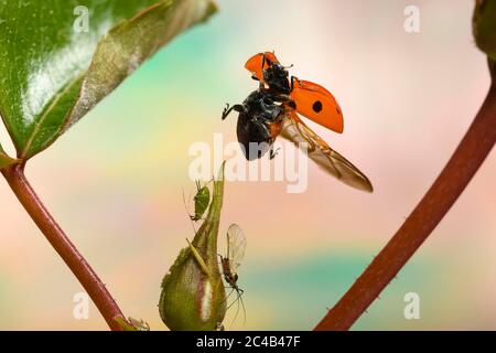 Seven-spott Marienkäfer (Coccinella septempunctata) fliegt bis zur Knospe einer Rosenblüte mit Blattläusen, Deutschland Stockfoto