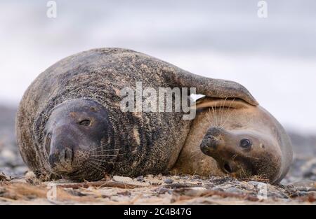 Kegelrobben (Halichoerus grypus) umarmen, männlich und weiblich, Helgoland, Schleswig-Holstein, Nordsee, Deutschland Stockfoto