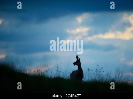 Gämsen (Rupicapra rupicapra) in der Abenddämmerung, Hohneck, Vogesen, Parc naturel regional des Ballons des Vosges, Elsass-Lothringen, Frankreich Stockfoto