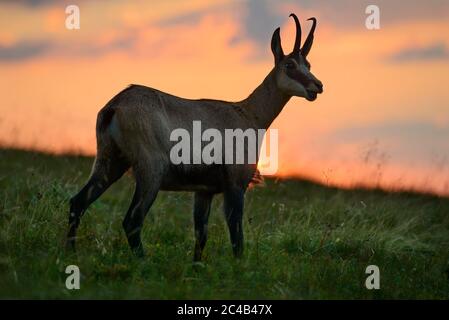 Gämsen (Rupicapra rupicapra) bei Sonnenuntergang, bei Beleuchtung, Hohneck, Vogesen, Parc naturel regional des Ballons des Vosges, Elsass-Lothringen, Frankreich Stockfoto