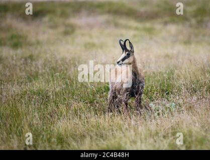 Gämsen (Rupicapra rupicapra) in Hochgras, Hohneck, Vogesen, Parc naturel regional des Ballons des Vosges, Elsass-Lothringen, Frankreich Stockfoto