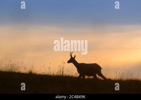 Gämsen (Rupicapra rupicapra) bei Sonnenuntergang, Hohneck, Vogesen, Parc naturel regional des Ballons des Vosges, Elsass-Lothringen, Frankreich Stockfoto