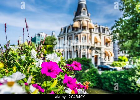 Petunia Blume auf einer Amsterdam Brücke. Natur holländisch. Fokus im Vordergrund. Stockfoto