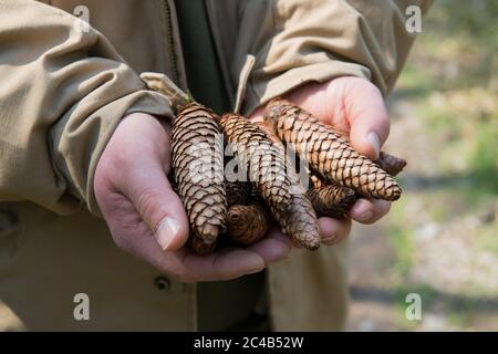 Fichte (Picea abies), Kegel in der Hand, Velbert, Nordrhein-Westfalen, Deutschland Stockfoto