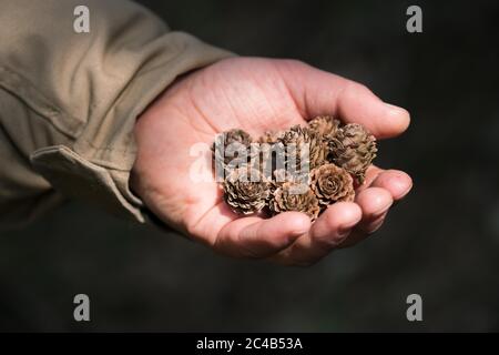 Europäische Lärche (Larix decidua), Kegel in der Hand, Nationalpark Eifel, Nordrhein-Westfalen, Deutschland Stockfoto