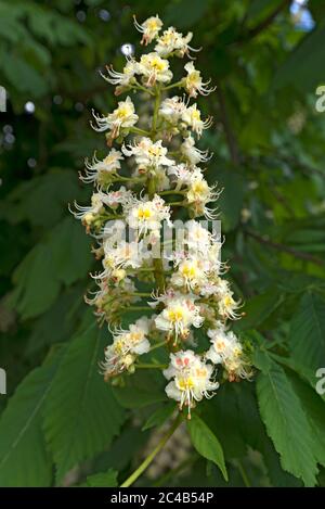 Blume einer gemeinen Rosskastanie (Aesculus hippocastanum), Bayern, Deutschland Stockfoto