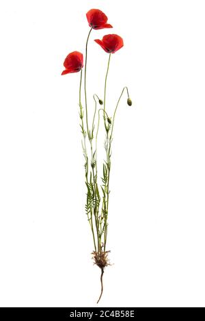 Maismohnblumen (Papaver rhoeas) auf weißem Hintergrund, Bayern Deutschland Stockfoto