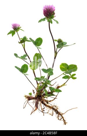 Roter Klee (Trifolium pratense) auf weißem Hintergrund, Deutschland Stockfoto