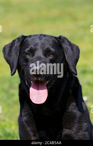 Schwarzer Labrador Retriever (Canis lupus familiaris), Rüde ragt aus der Zunge und keuchend, Portrait, Schleswig-Holstein, Deutschland Stockfoto