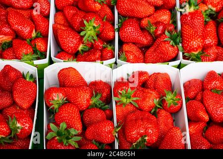 Frische Bio-Erdbeeren in Karton, Schweiz Stockfoto