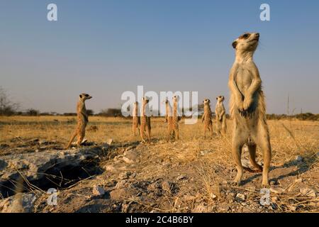 Familie Meerkat (Suricata suricatta), stehen in der Grassavanne und beobachten sorgfältig ihre Umgebung, Makgadikgadi Salzpfannen, Botswana Stockfoto