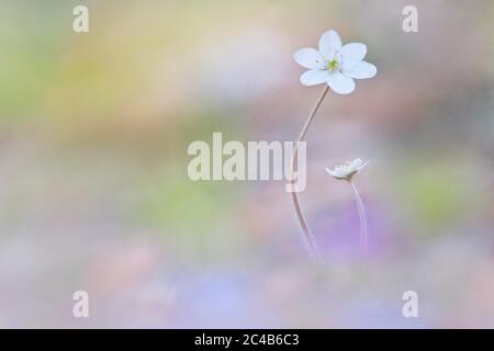 Leberblümchen weiß (Hepatica nobilis), Nationalpark Kalkalpen, Oberösterreich, Österreich Stockfoto