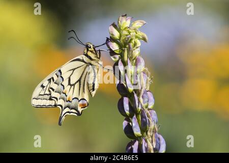 Schwalbenschwanz (Papilio machaon) nach Lupin (Lupinus), Hessen, Deutschland Stockfoto